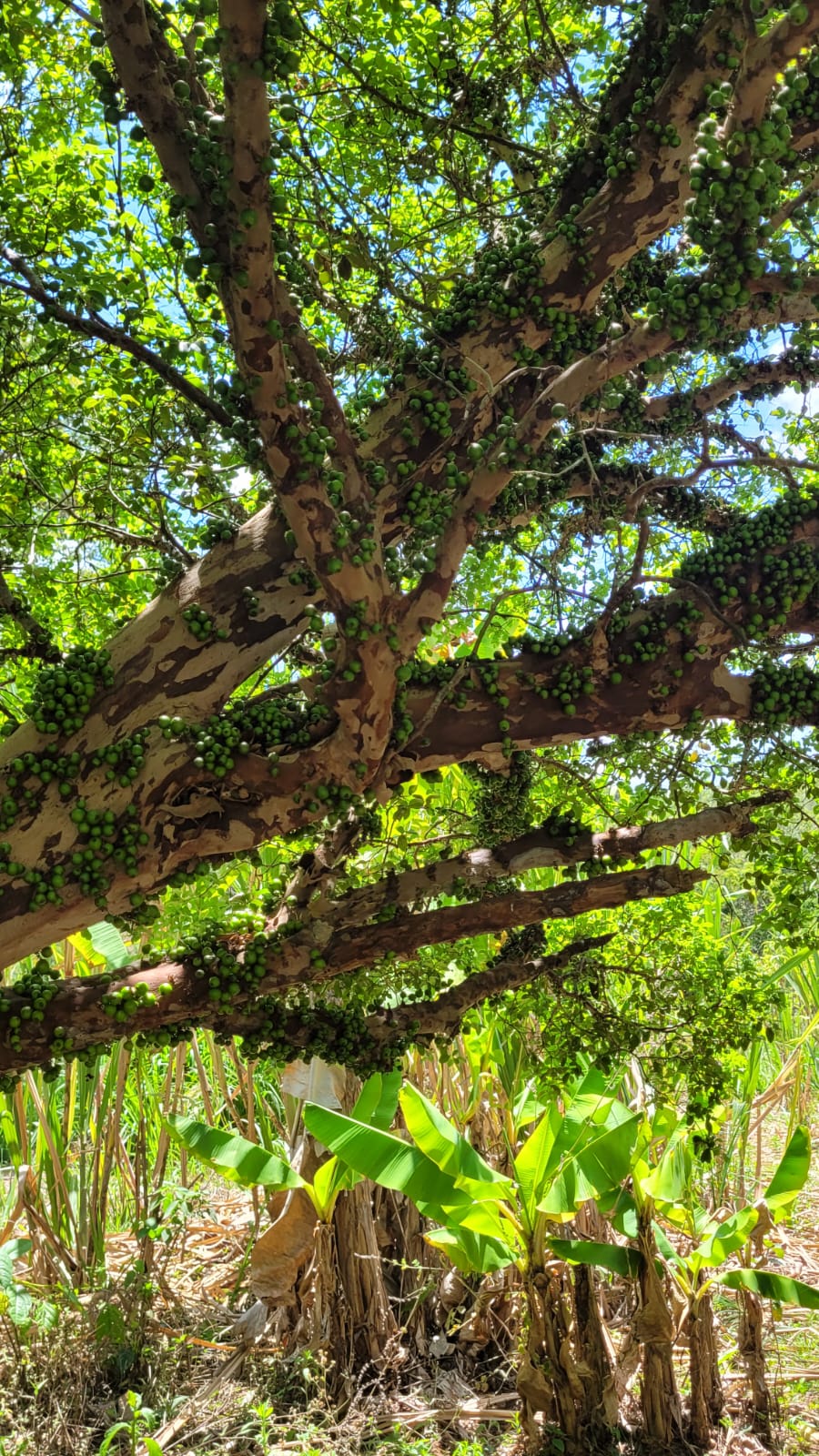 WhatsApp Image 2026-04-15 at 13.51.58 (1)