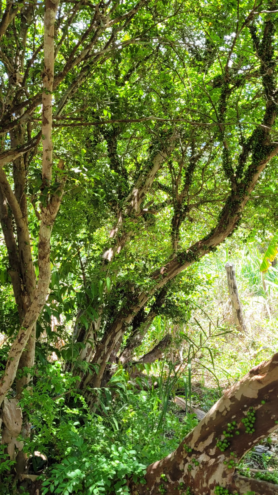 WhatsApp Image 2026-04-15 at 13.51.58